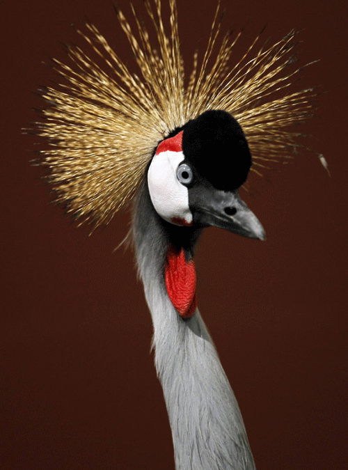 Rare African bird finds home in California