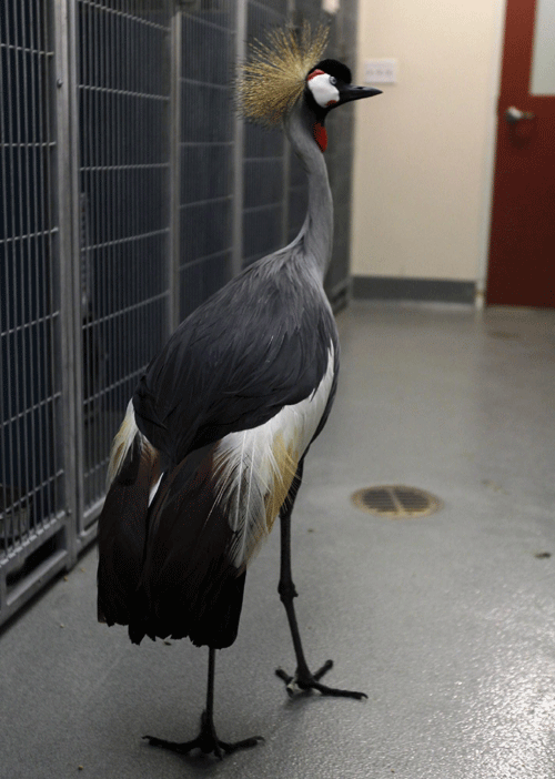 Rare African bird finds home in California