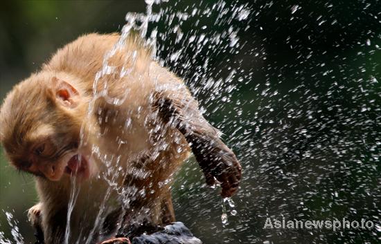 Zoo monkeys cool down with water