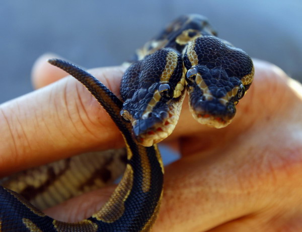 Bizarre two-headed python turns heads