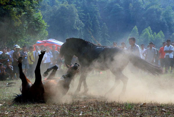 Horse fighting held to celebrate harvest