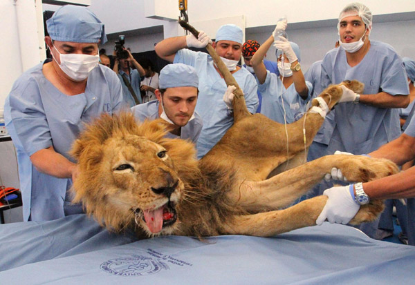 Male lion receives dental treatment