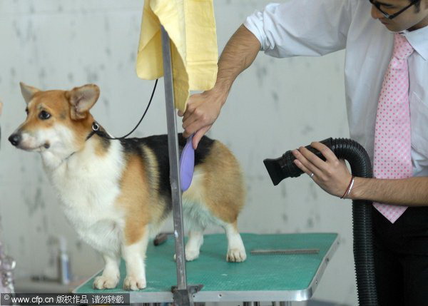 Pets Expo opens in Central China