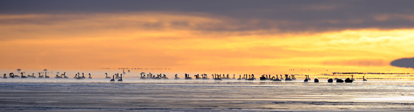 Swans swim in Qinghai Lake