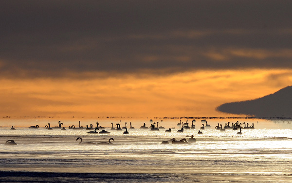 Swans swim in Qinghai Lake