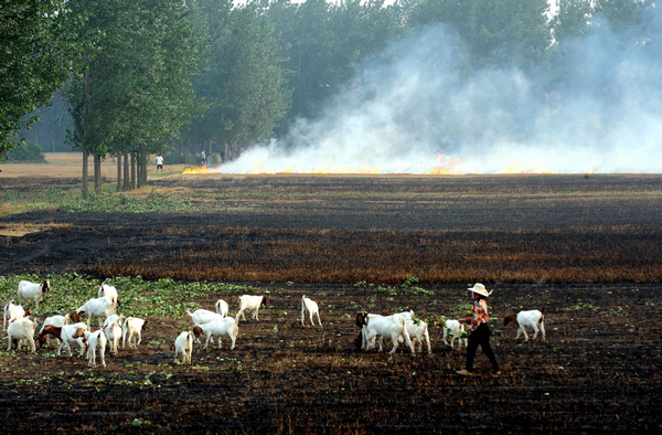 Farmers burn wheat stubble despite ban