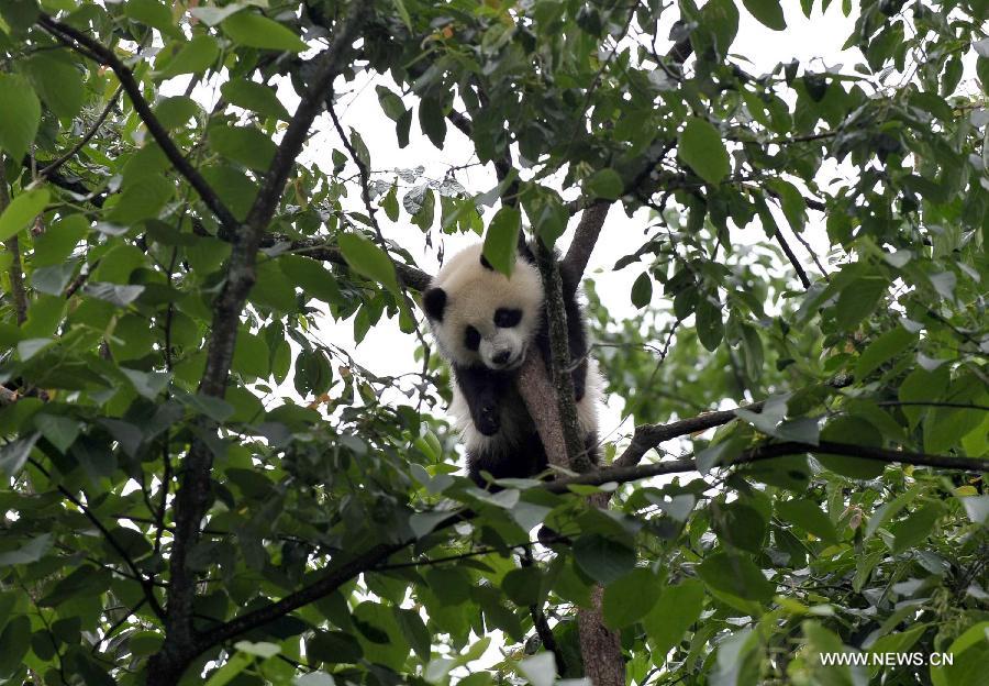 Giant panda cubs have fun at 'kindergarten'