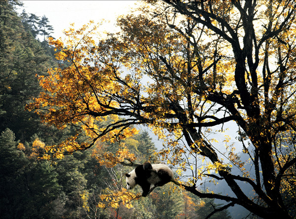 Tree-loving pandas