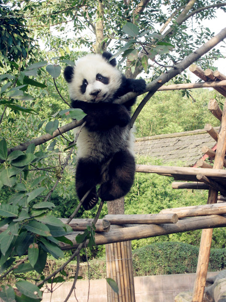 Tree-loving pandas