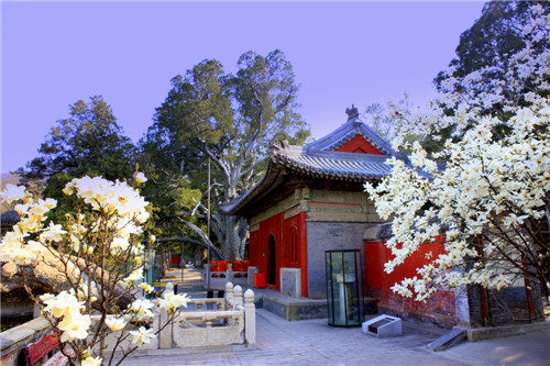 VII. Gingko leaves in temples