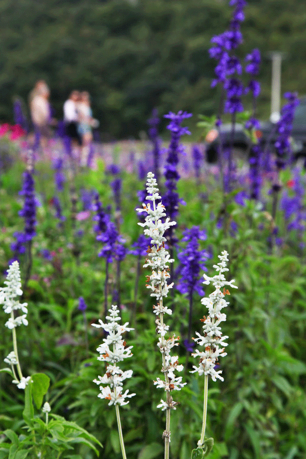 Flower sea in the 'Coolest City'