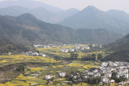 Rape Flowers in Wuyuan