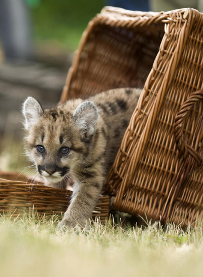 Adorable puma cub born in Berlin