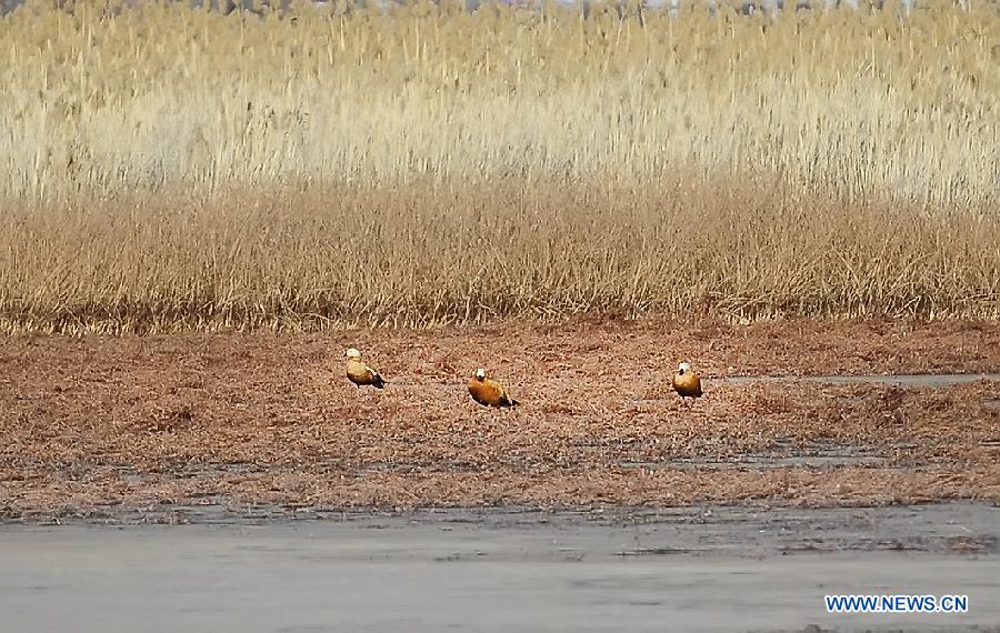 Scenery of Lhalu Wetland in Lhasa