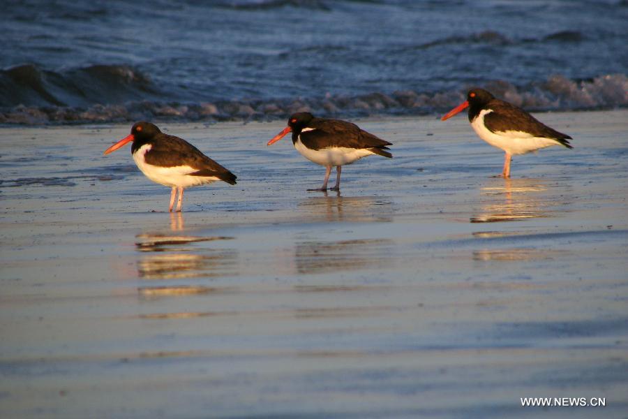 Scenery of birds preservation in Argentina