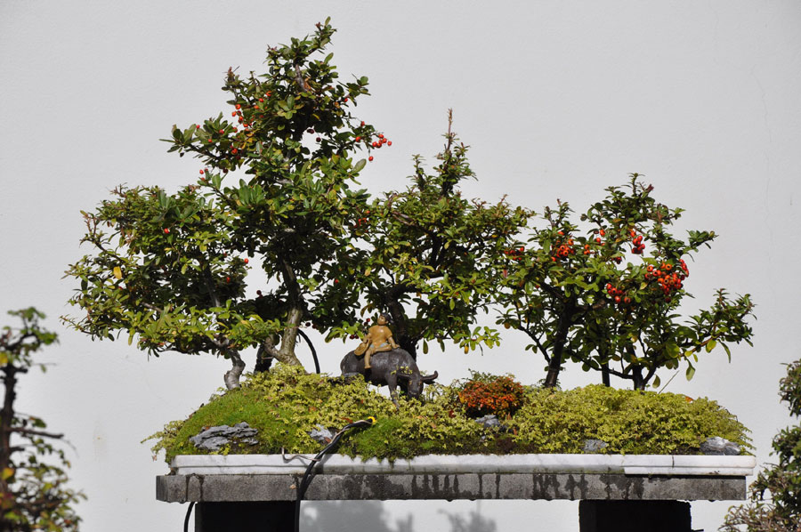 Chinese garden offers green paradise in Sydney