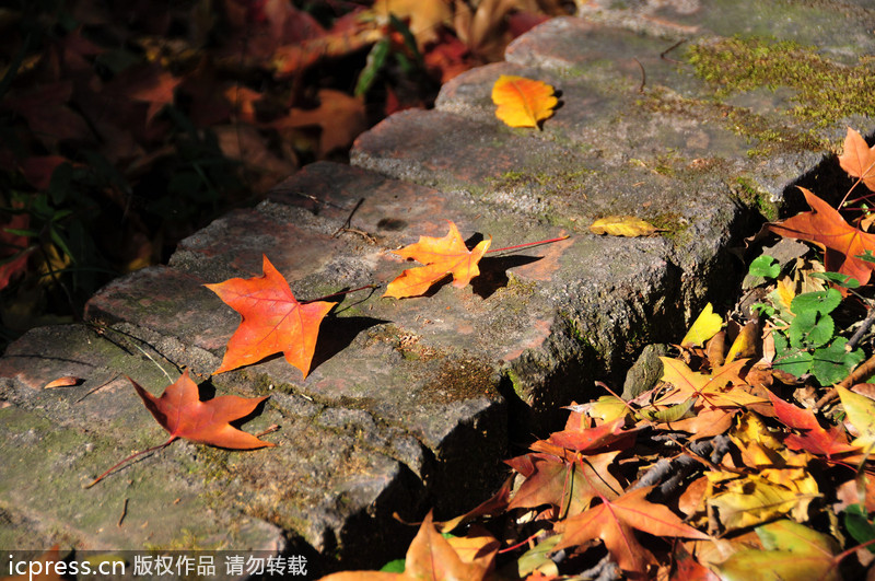 Top 10 places to enjoy autumn leaves in Beijing