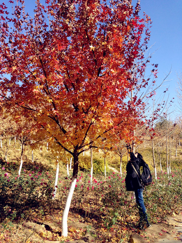 Seize the last moments of autumn at the Beigong National Forest Park