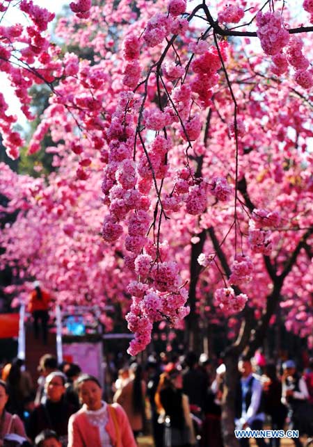 Beautiful cherry blossoms in Kunming