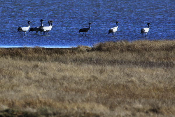 Yunnan tops in China for wetland biodiversity