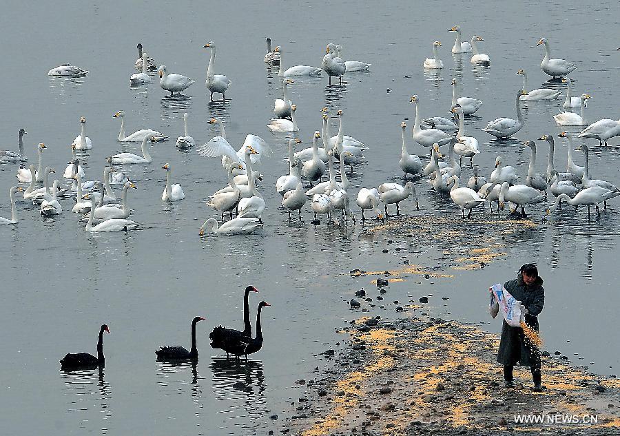 Yellow River Wetland: heaven for birds