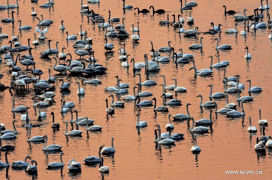 Yellow River Wetland: heaven for birds