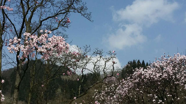 Beautiful Xinyi flower, Chinese natural herb