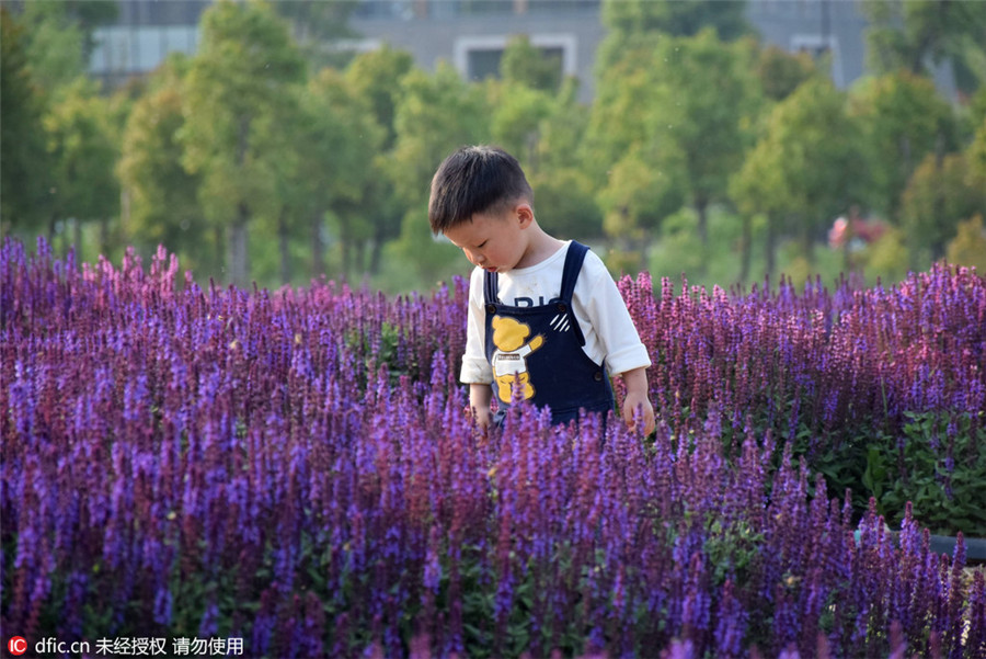 Lavender blossom invites tourists to Henan