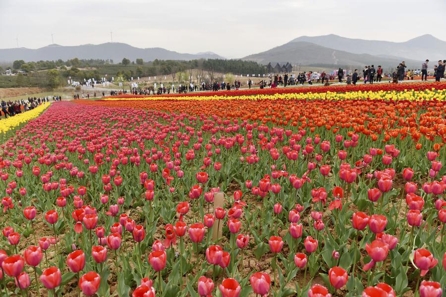 Tourists view tulip flowers in full blossom in Anhui province