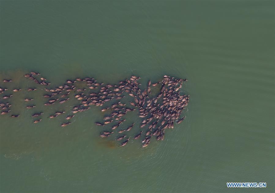 Scene of cattle moving across river attracts tourists in SW China