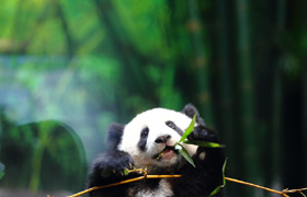 Trending: Panda with prophecies