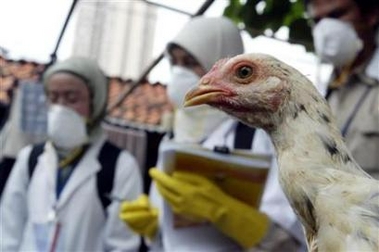 WHO says H5N1 mutated in Indonesia