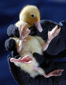 Tiny duckling has 4 legs