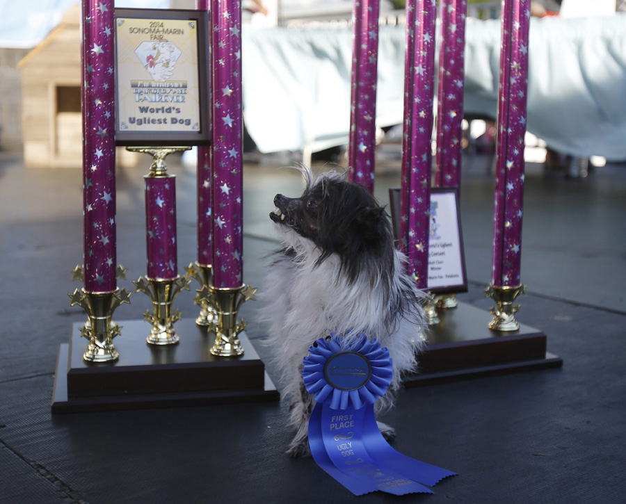 World's Ugliest Dog Contest