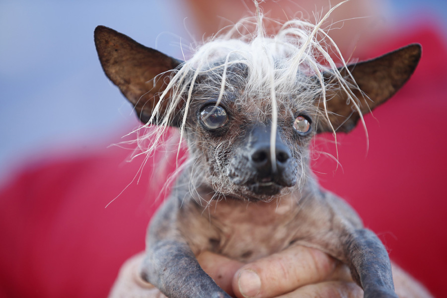 World's Ugliest Dog Contest