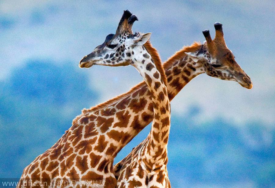 Giraffes, elegant dancers