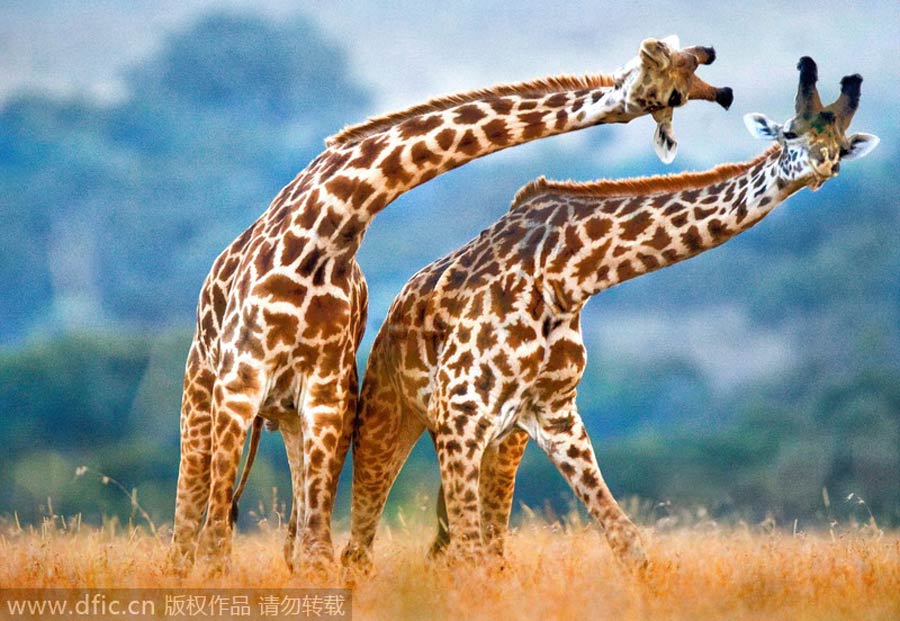 Giraffes, elegant dancers