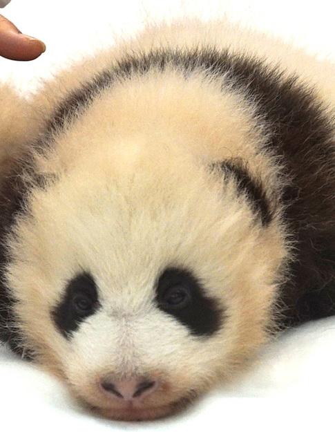 Giant panda twin cubs named in Japan