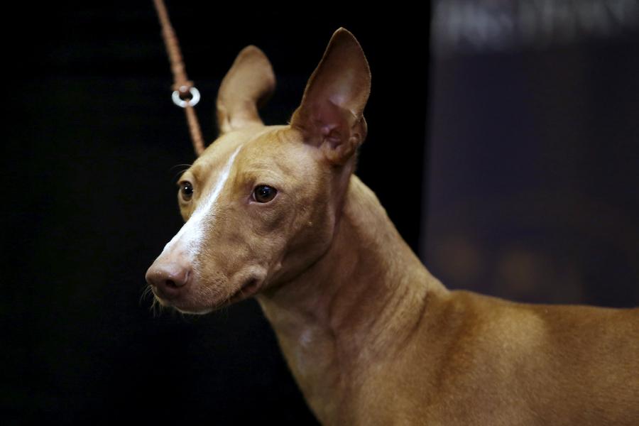 Seven new breeds added to Westminster dog show