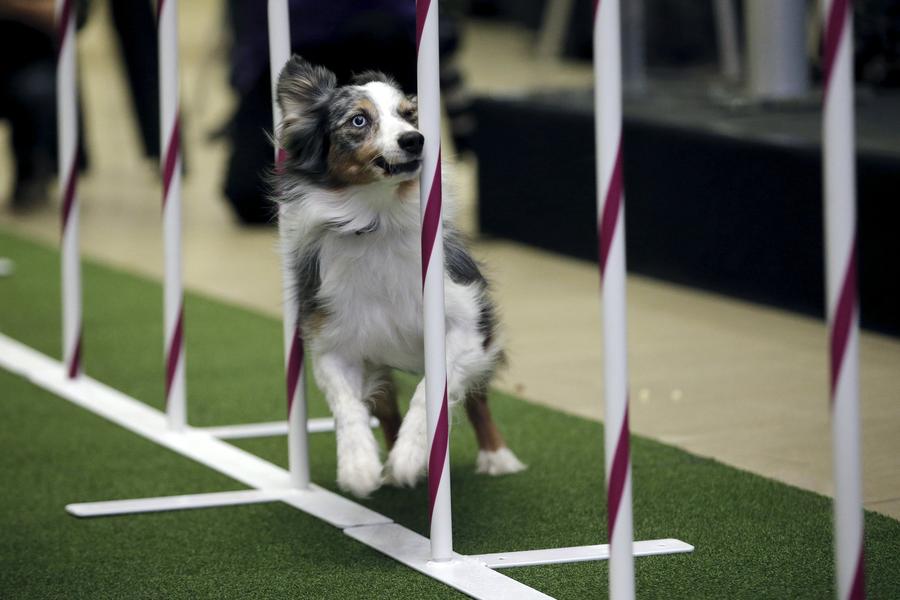 Seven new breeds added to Westminster dog show