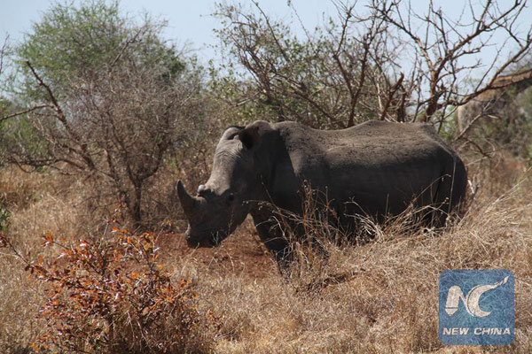 S. Africa loses 363 rhinos to poaching in 4 months: official