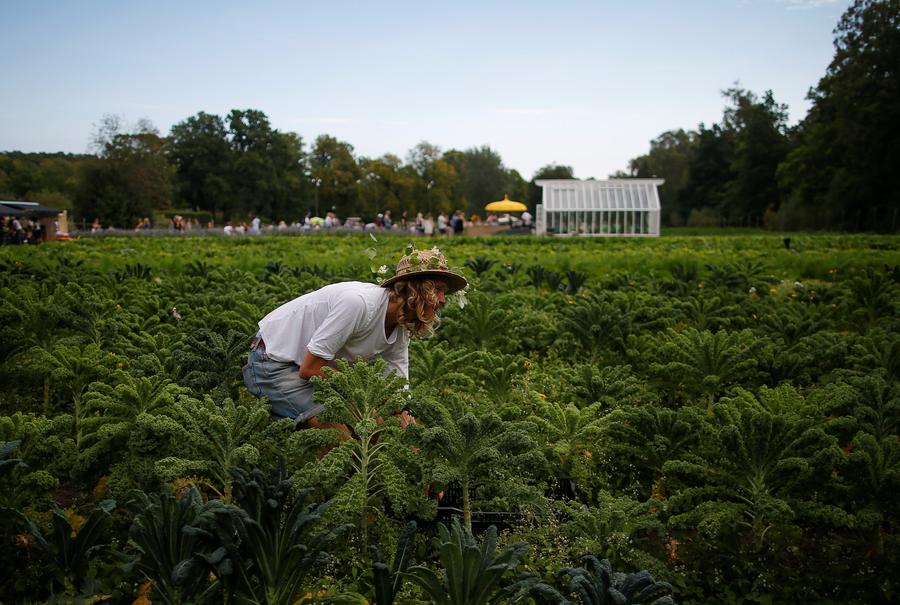 Digging in the city - urban Swedes get back to their roots