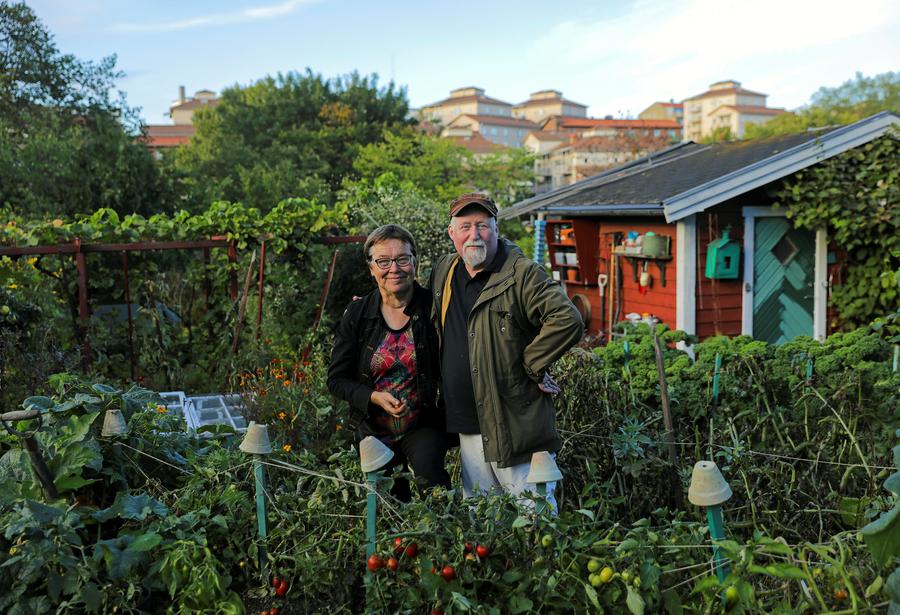 Digging in the city - urban Swedes get back to their roots