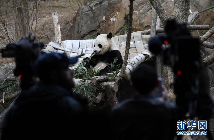 US-born panda bound for China on special flight