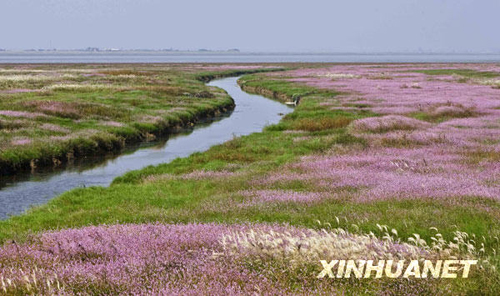 鄱陽湖濕地景色迷人